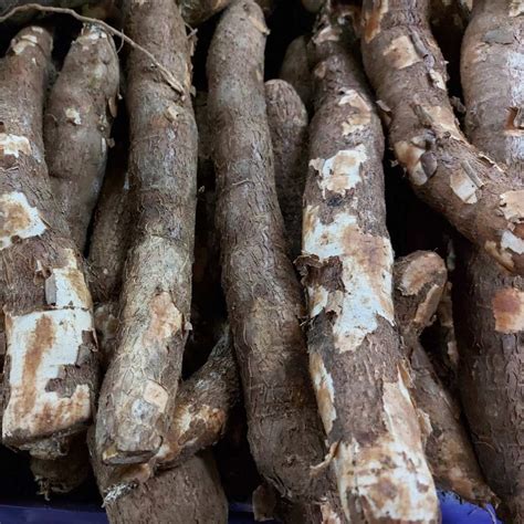 cassava price per kilo|Cassava Price in Philippines .